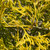 Chamaecyparis pisifera Filifera Aurea 169004